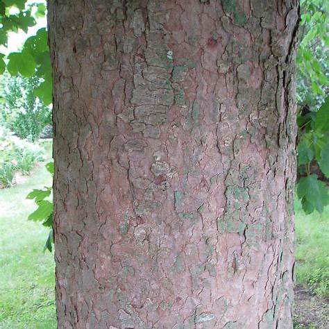 Choosing the Ideal Wood for String Instrument Bridges 2 Maple tree trunk