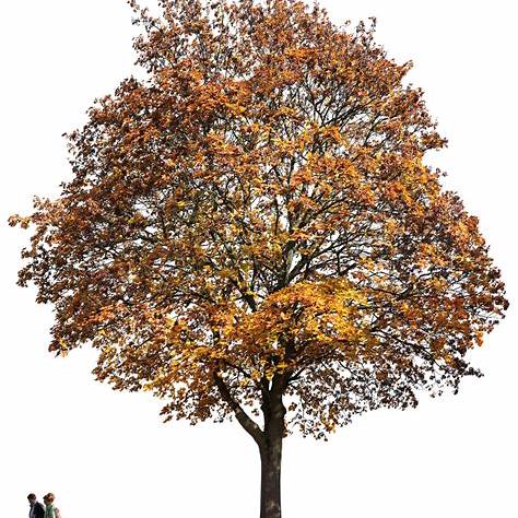 Choosing the Ideal Wood for String Instrument Bridges 1 Wood European Maple Tree